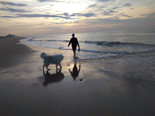 24.09.2024: Flocke, (6J) ist am Strand von Wenduine, Belgien 10 km gelaufen.