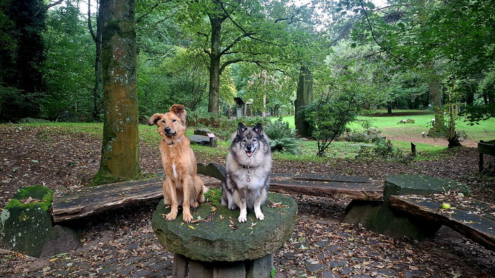 26.09.2025: Lissy und Dusty haben 8 km zurückgelergt. Frühherbstliche Runde um den Decksteiner Weiher in Köln mit Abstecher zum Felsengarten.
