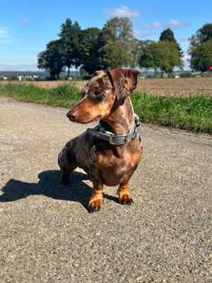 26.09.2025: Merlin ist 5,9 km gelaufen. Alefstraße über das Feld bis Widdendorf -Ende: Zurück zur Alefstraße