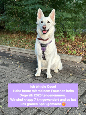 10.09.2025: Coco, Weißer Schäferhund, ist 6,86 km gelaufen. Vom Wanderparkplatz Friedhof Hullern in das schöne angrenzende Waldgebiet