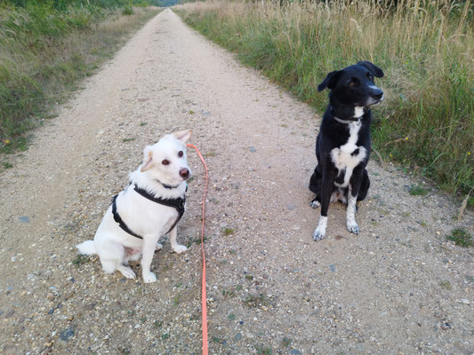 17.09.2024: Gary (4J) und Tilda (5J) sind 4,9km im alten Tagebau Fortuna BM gelaufen.