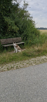 29.09.2024 Mowki (5J) ist 10km von Kaster zum Wald komplett um den Kasterer See und zurück und das alles laufend...