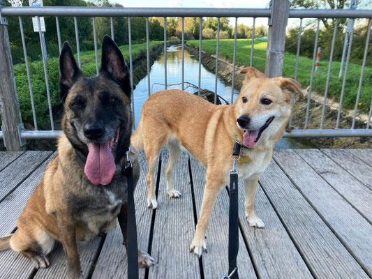 17.09.2024: Yssi (12J) & Fredo (12J) laufen von daheim zum Mühlbach, um dann im Siebentischwald eine schöne Runde zu laufen und dann wieder nach Hause.Insgesamt 6km