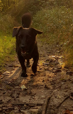 22.09.2024: Kuro, (2 J)  hat eine Wanderung durch den Abtsbusch und ein Stück durch Oberaußem am Friedhof vorbei gemacht und dabei 4,07km zurückgelegt.