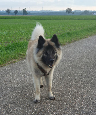 27.09.2025: Cody ist 5,37 km gelaufen. Start am jüdischen Friedhof in Gymnich und dann eine große Runde am Feld entlang.
