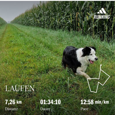 06.09.2024: Nala (4J) ist 7 km durch die Felder rund um Herrig und Erp gelaufen.