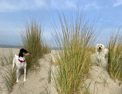 20.09.2025: Aldo und Balu sind 9,8 km vom Strandpark de Zeeuwse Kust, Renesse, Südholland, Provinz Zeeland über den Brouwersdam zum Pavillon Aan Zee und zurück gelaufen.