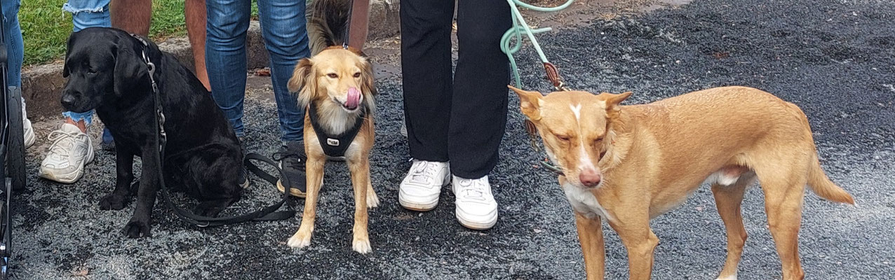 08.09.2024: Mira (6J), Lotta (4J) und Pepe (6J) haben bei der 2. Kerpener kulinarische Wanderung 13km zurückgelegt