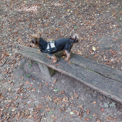 12.09.2025: Mia ist 7 km auf der Wiedenfelder Höhe gelaufen.