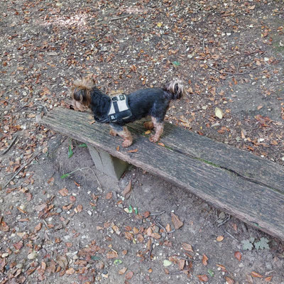 12.09.2025: Mia ist 7 km auf der Wiedenfelder Höhe gelaufen.
