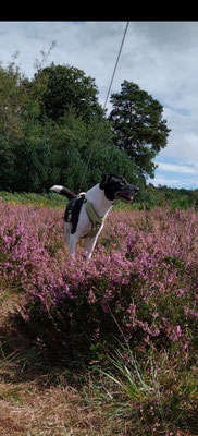 01.09.2025: Linda ist mehr als 10 km gelaufen.Ein kleiner Walk durch die Ohligser Heide