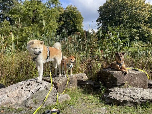 22.09.2025: Hatchi, Hitomi und Lissy sind 5,6 km im Grugapark gelaufen.