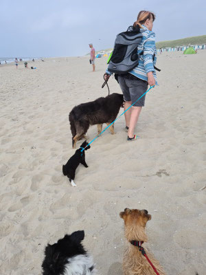 16.09.2023: Lucas, Tina und Kater Olly haben am Strand von Texel 2,5km zurückgelegt.