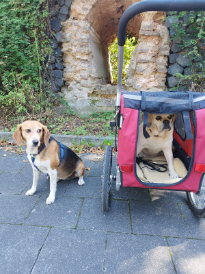 06.09.2025: Lena und Franzi haben mehr als 10km zurückgelegt.Bergheim an der Erft entlang bis Pfaffendorf und zurück