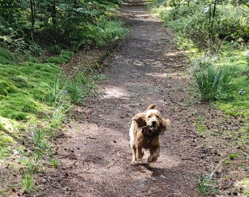 10.09.2024: Susi (4J) ist vom Campingplatz aus zu einem Café an der Wassermühle in den Niederlanden, Gelderland. Der Weg ging an Maisfeldern vorbei, durch einen Wald und zum Teil an einem Fluss entlangspaziert.
