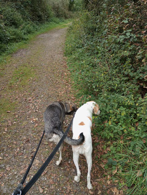 24.09.2024: Chico (2J) und Lotta (6J) Bergheim  sind 5 km gelaufen.  Schloss Paffendorf - Angelpark Zieverich - Bergheim