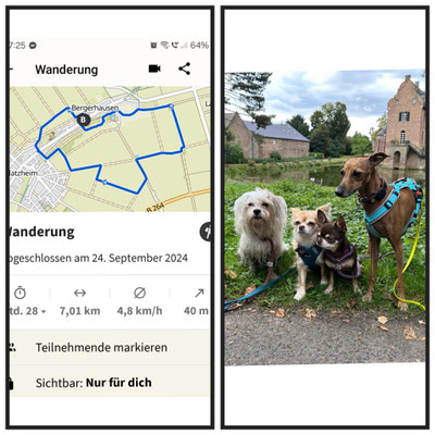 24.09.2024: Lina ist 7 km über Feldwege zwischen Bergerhausen und Blatzheim, vorbei an der Kommandeursburg und Burg Bergerhausen für den Dogwalk gelaufen.