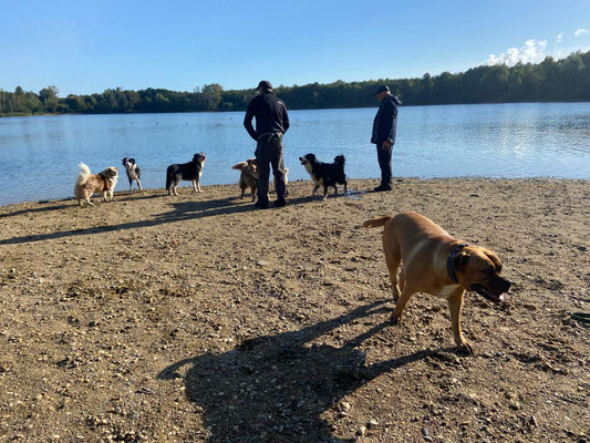 14.09.2024: The Walking Dogs (Mylo, Amy, Herr Müller, Skippy, Ciocci ,Percy, Loreles und Frida ) haben 6km Peringsmaar umrundet.