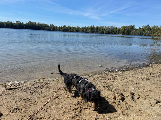 07..09.2025: Milly ist 4,4 km am Marienfeld gelaufen.