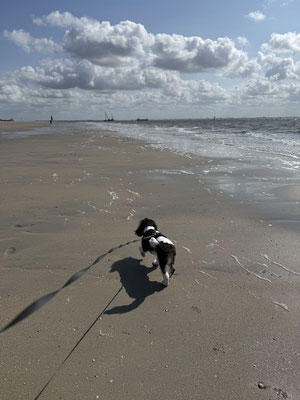 04.09.2025: Miley hat auch in diesem Jahr wieder am wunderschönen Strand von Norderney 7,5 km zurückgelegt.