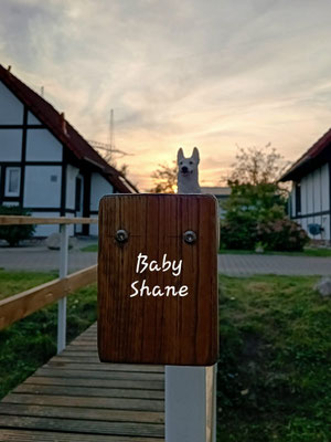 09.09.2024: Baby Shane (in Erinnerung an "unseren"Shane) Von Hollern-Twielenfleth, OT Siebenhöfe nach Grünendeich und zurück. Insgesamt waren es 14,8 Kilometer.