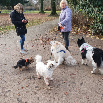27.09.2025: Ruby, Boomer, Zuma, Kimba, Muffin und Sparky sind im Nordpark in Köln Ossendorf gelaufen.