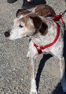 24.009.2024: Greta, (10 J)  ist 10,5 km gelaufen. Schloß Thor Runde von Lontzen
