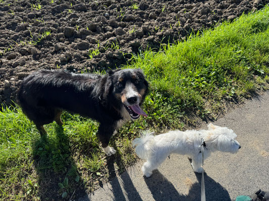 15.09.2025: Faxe und Happy haben den Gang zur Apotheke im Nachbarort für einen DogWalk genutzt und dabei 4,15 km zurückgelegt.