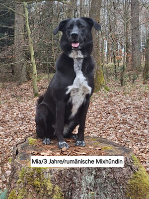 27.09.2025: Mia ist 7,5 km gelaufen. Eine Runde durchs Feld. Von Ahe Richtung Heppendorf und zurück.