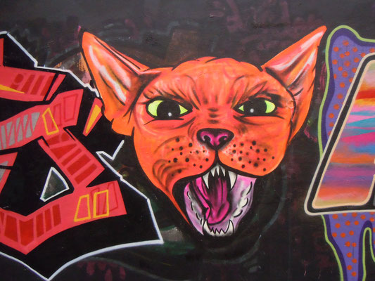Angry Cat in Stockwell Estate, London, 2010