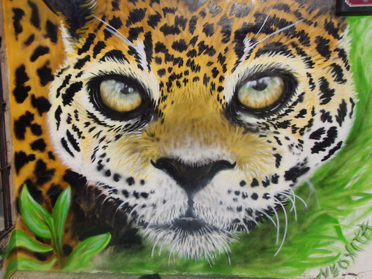 Jaguar, Merida, Mexico, 2016