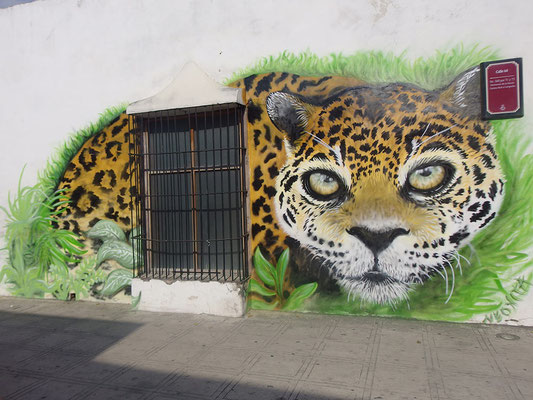 Jaguar, Merida, Mexico, 2016