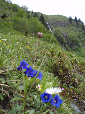 Alpenflora