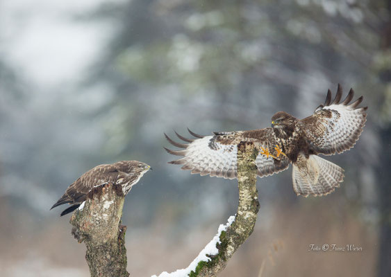 Mäusebussard