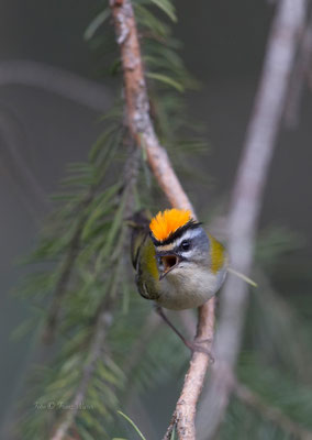 Sommergoldhähnchen