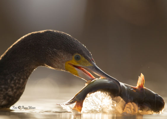 Kormoran