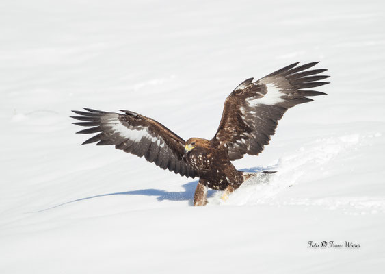 junger Steinadler