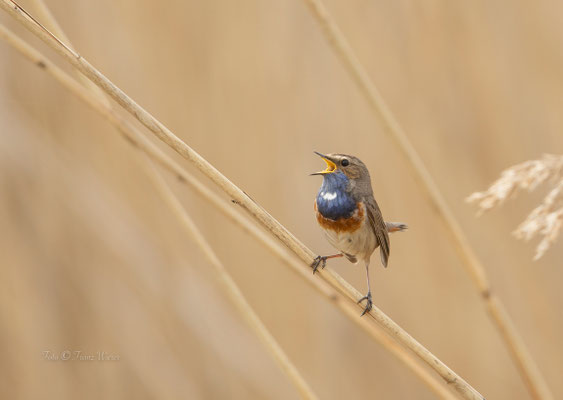 Blaukelchen