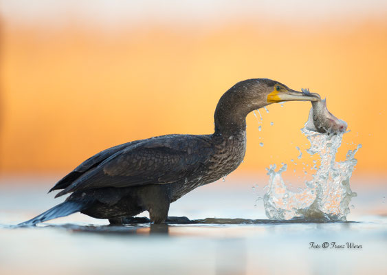 Kormoran