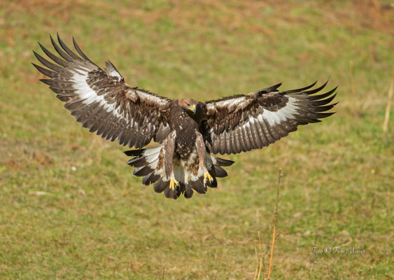 junger Steinadler