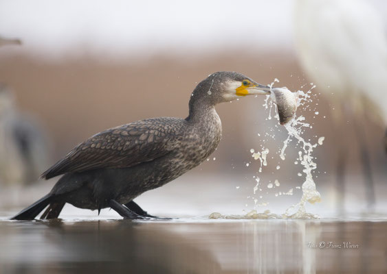 Kormoran