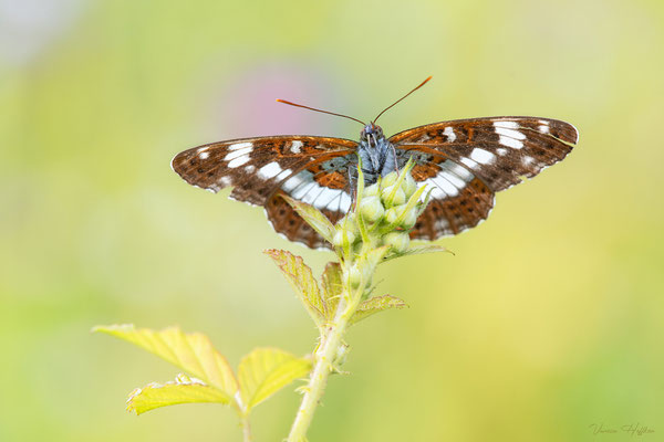 Kleiner Eisvogel, Haslach, 17. Juli 2023