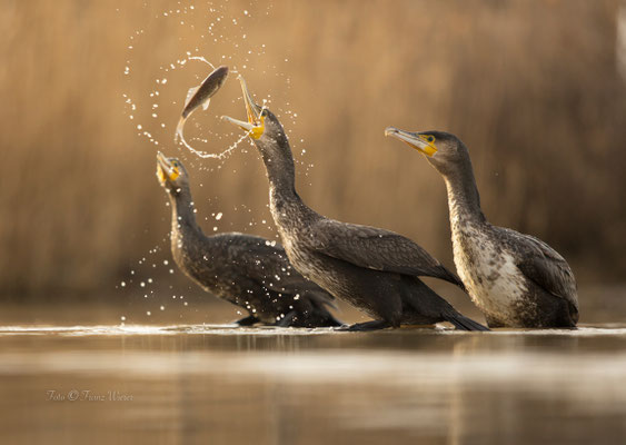 Kormoran