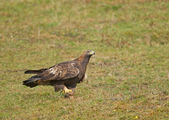 Steinadler adult