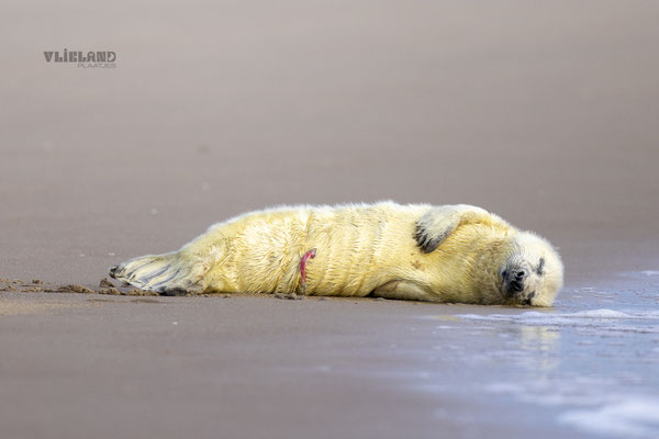 Pup met navelstreng aan de vloedlijn, dec 24