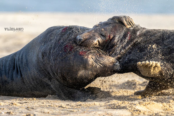 Mannetjes in gevecht, jan 2025