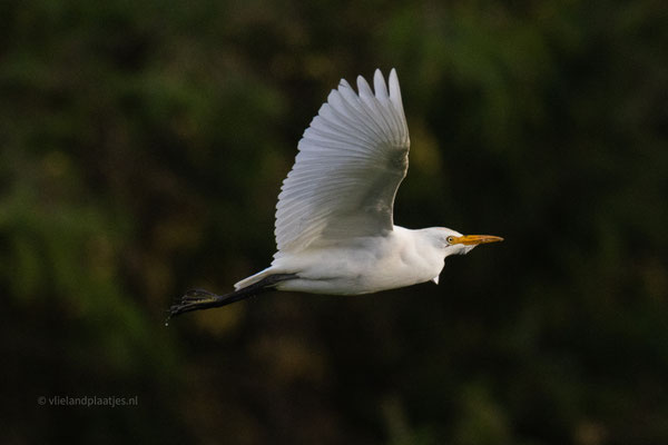 Koereiger, nov 23 (6)