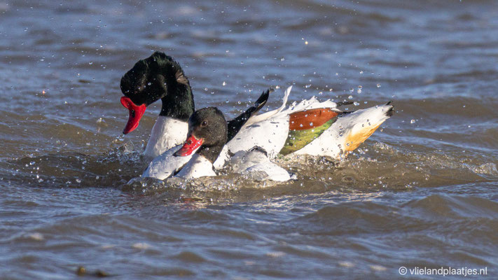 Bergeenden m&v, 18 maart 2022