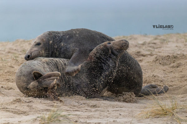 Zeehonden in gevecht, dec 24 
