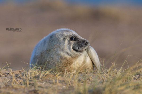 Zeehond Pup begint te verharen, 10 januari 2025